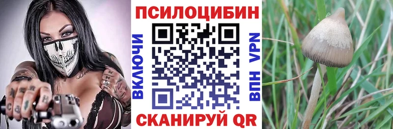 закладки  Наволоки  Псилоцибиновые грибы MAGIC MUSHROOMS 